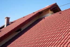 Removal of Florida roof rats